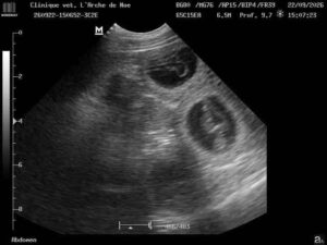Gestation Nashka Septembre 2026 1