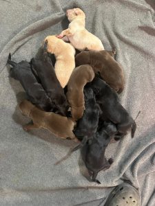 chiots octobre 2026